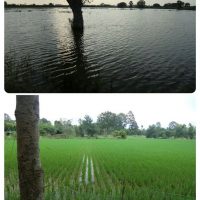 タイの稲作